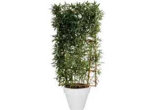 Bambou espalier